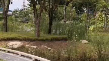 新加坡南洋理工大学云南园美景