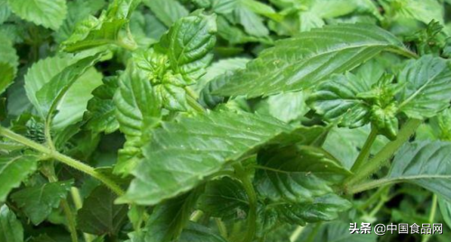 从仙草传说到驰名凉粉的故事 揭秘派潭镇凉粉草的传奇