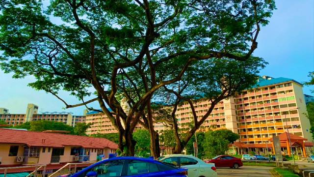 风和日丽的下午，最舒服  新加坡生活vlog