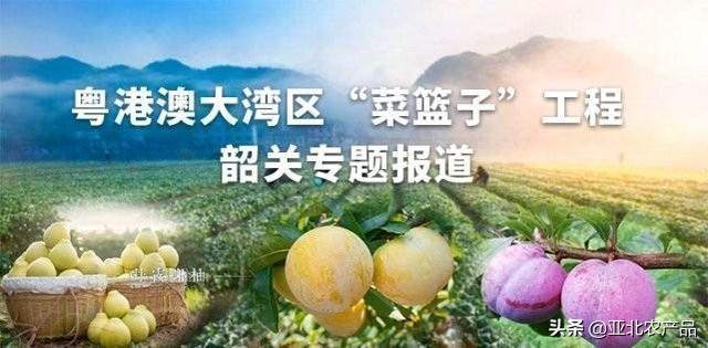 合作社“炮弹”香芋：60%出口到香港、马来西亚、新加坡等国家
