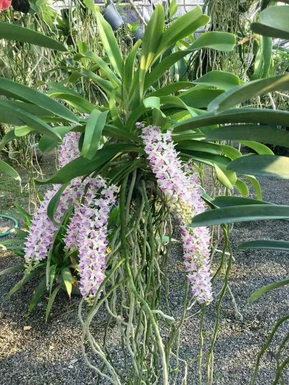 6种兰花就爱开花，一开一大片，就像“花瀑布”，太美了