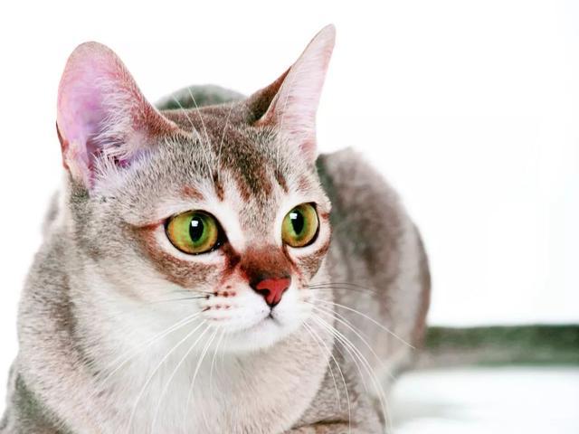 与新加坡猫一同生活，你必须了解哪些?｜养护