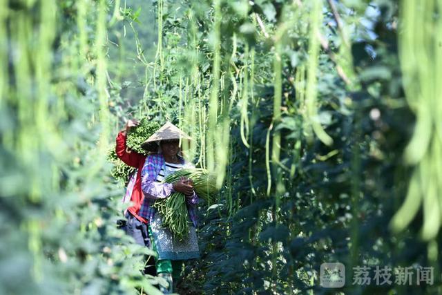 “百城千县万村调研行”|广西柳州：从街头小吃到“网红”，小小螺蛳粉撬动百亿大产业