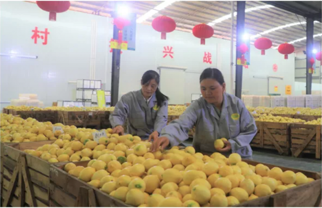 全国80%柠檬深加工产品，将贴上浪潮质量码！