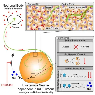 脑科学日报：神经细胞竟给癌细胞送营养！人工肌肉用于软机器人