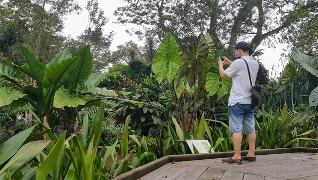 493期：一个人在新加坡植物园拍视频，听到一直有个怪怪的声音