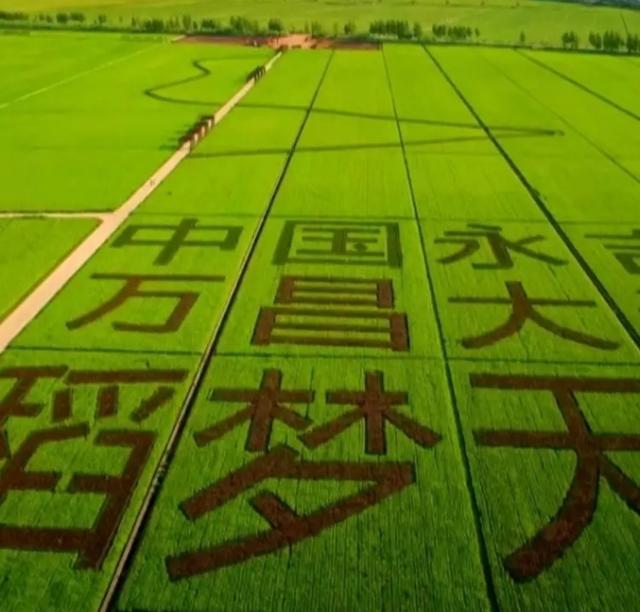 中国著名的水稻之乡——吉林万昌