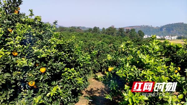 邵阳新宁：厚植产业集聚优势 加快脐橙产业高质量发展