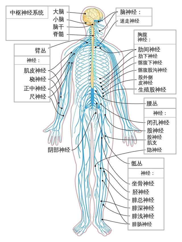 日本的美女机器人，越来越像真人，这操作有点羞羞啊