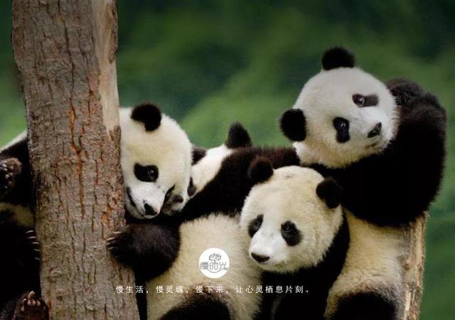 再留几天行吗？日本不舍大熊猫回中国：把首相送到中国，熊猫留下