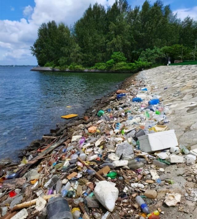 新加坡徒步岛成“垃圾岛”，小姐姐拍到垃圾堆中觅食的小蜥蜴