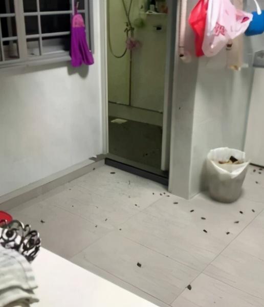 我在新加坡的家遭成群“小强”占穴，惊得晚饭都要吐出来