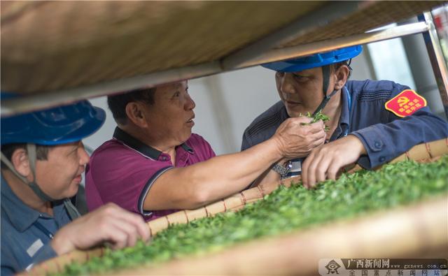 广西桂平：在致富路上不断前进的前进村