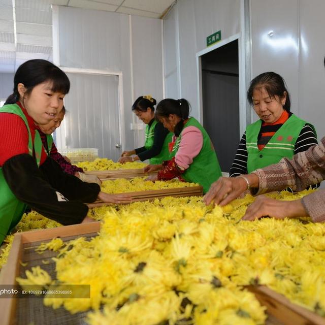 重庆云阳：“扶贫菊花”出口新加坡