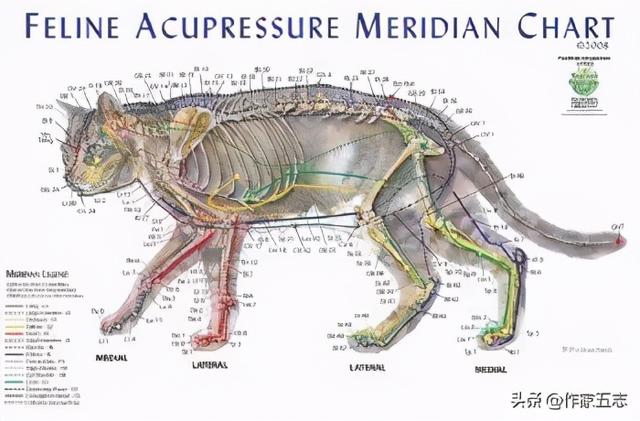 老五说医 | 动物也能针灸？