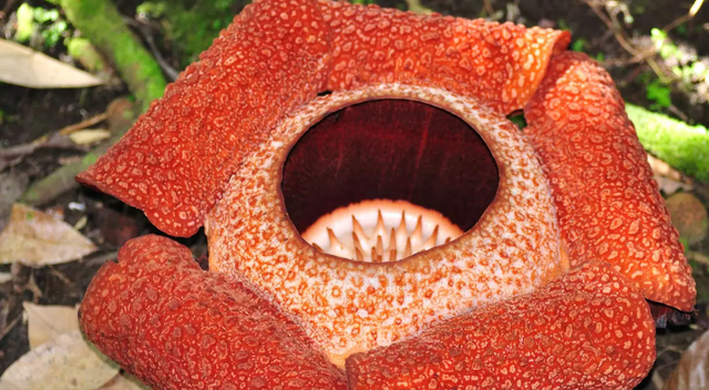 又丑又大的大王花：看着恐怖，却不会吃人