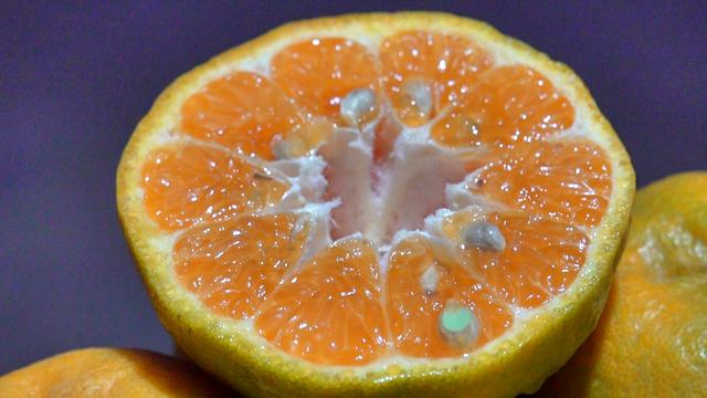 厦门同安：为期两个月的芦柑采摘季来了
