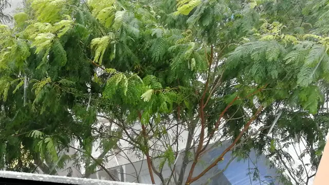 【新加坡观察】新加坡大雨滂沱，快看楼下的小水沟