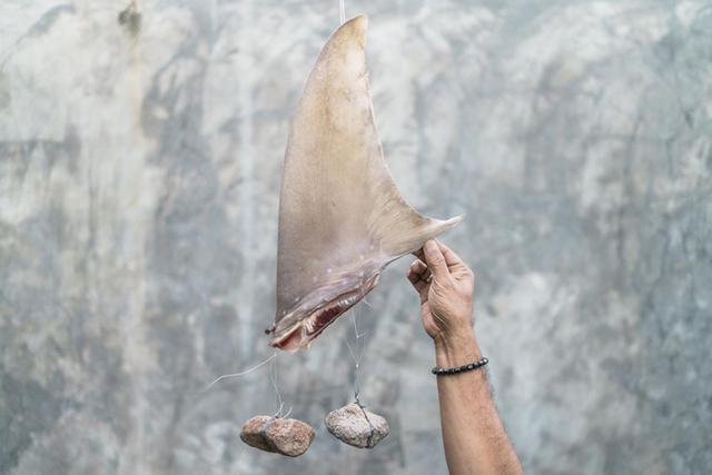 控制鱼翅交易可能比以前所想的更容易 被捕捉的鲨鱼大多来自少数几个国家的近岸水域