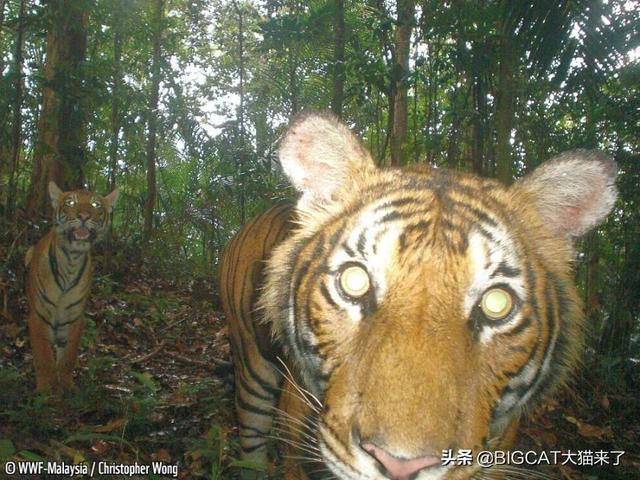 野生马来虎仅剩一百多只，科学家悲观表示：我们正见证它们的末日