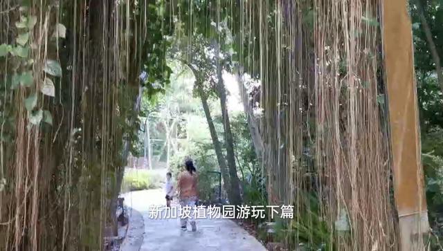 新加坡植物园Singapore Botanic Garden