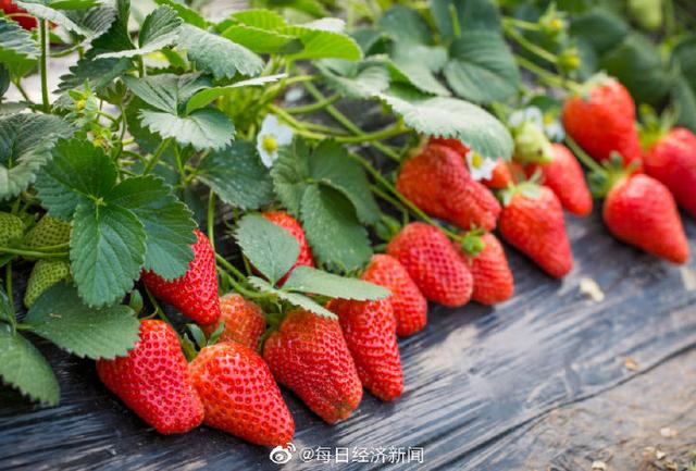 草莓出口难？韩国每周包机送草莓出国