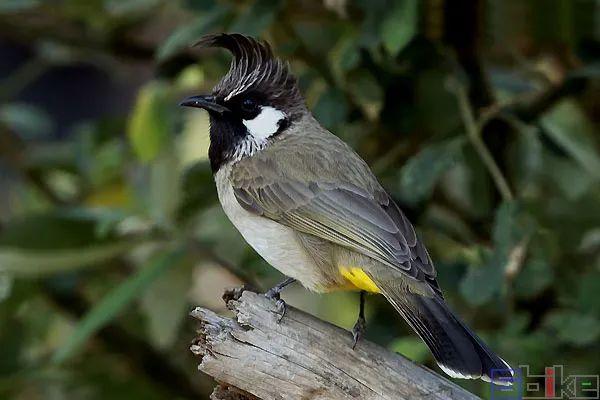 Sbike动植物百科：亚洲各国国鸟大全，详细介绍及美图欣赏