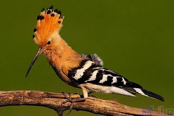 Sbike动植物百科：亚洲各国国鸟大全，详细介绍及美图欣赏