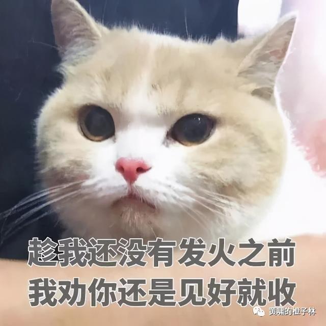 为个鱼薯也能吵出世界观来