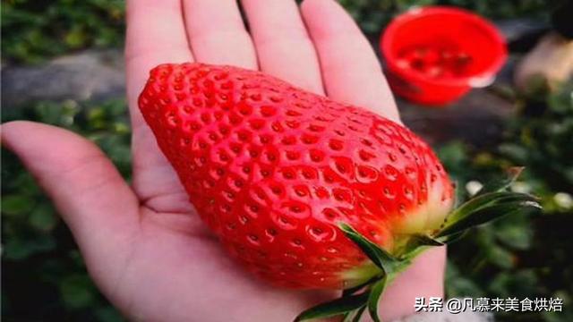 24种常见草莓品种，中国20大草莓产地？哪里的草莓最好吃？