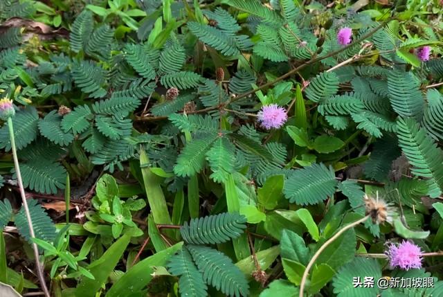 新加坡一直除草，光秃秃有更美？