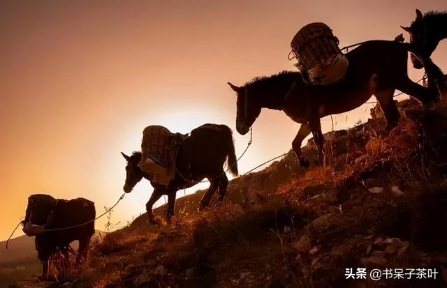 云南古六大茶山的衰落历程