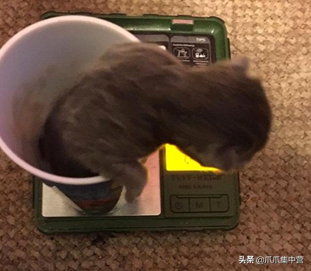 爱猫莫名怀孕，生下两只迷你后代，恐破最小猫咪记录