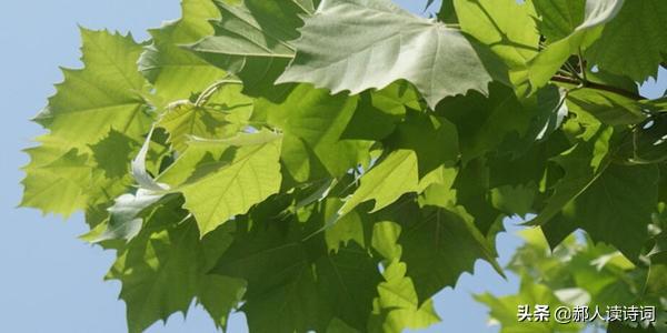 解读虞世南《蝉》：托物寓意、借物明志的一首经典小诗