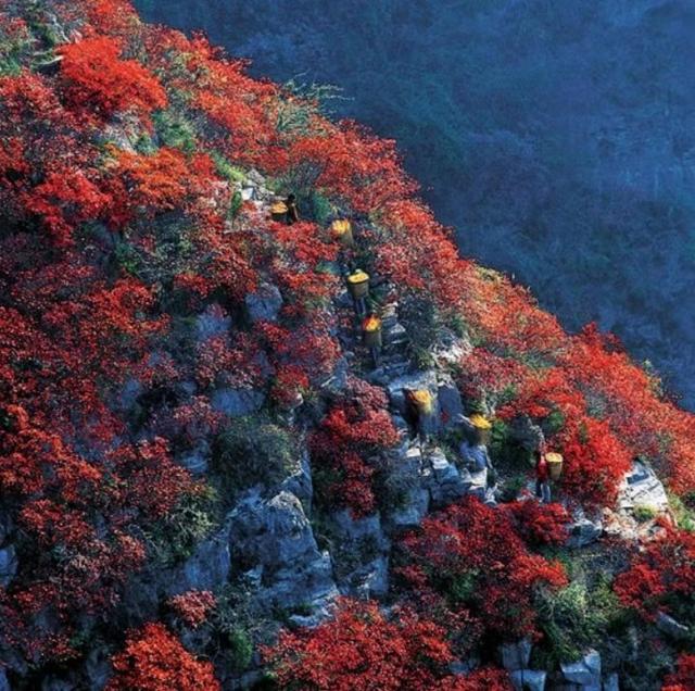 第五届“三峡红叶•夔门登山季”活动在奉节县启幕：最是橙黄叶红时！沿着中国最美步道登临三峡之巅