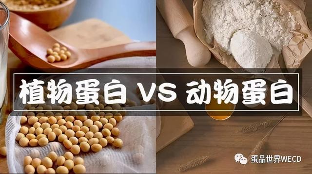 亚洲本土第一个植物蛋品牌将在新加坡问世