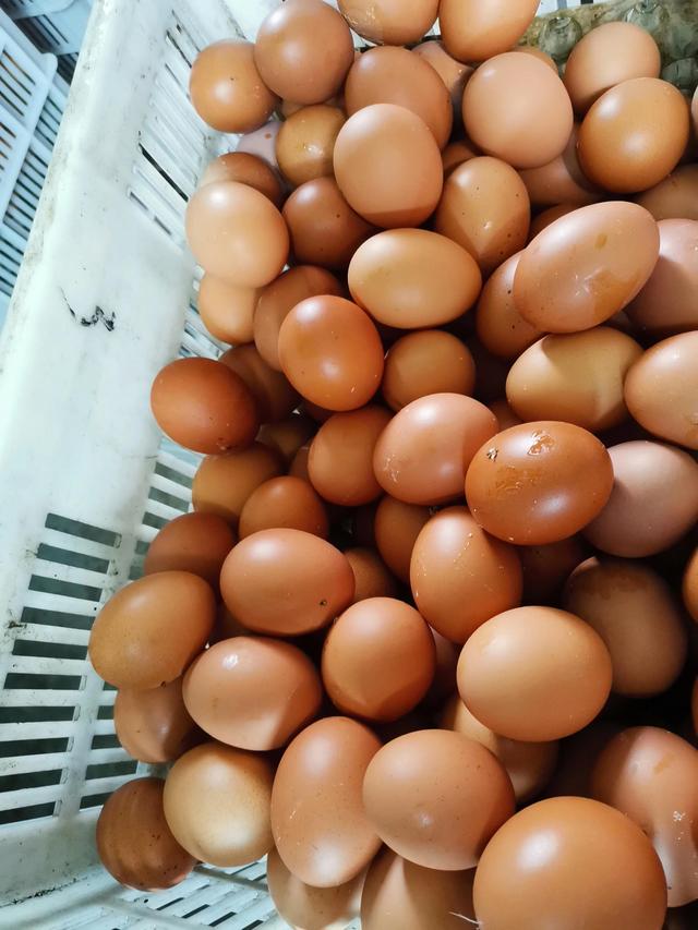 又是人造蛋，和养鸡的抢饭碗