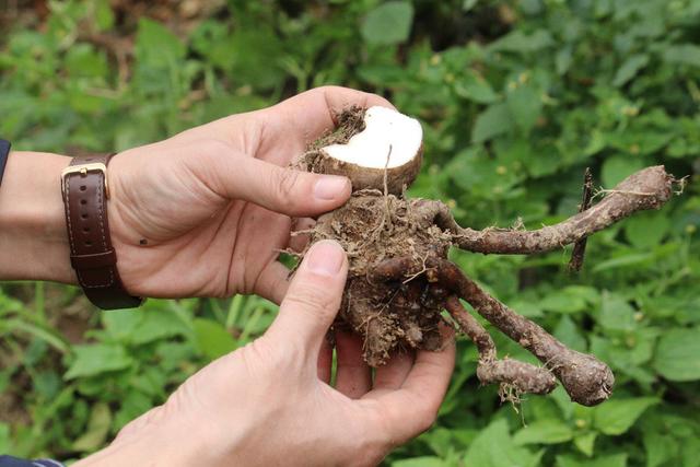 “椒芋哥”带头种好“一青一白”金阳县脱贫致富不焦虑