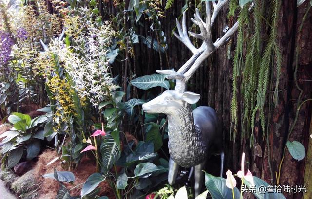 被挡住了走向世界的脚步，翻看胡姬花园旧照，方可慰籍心灵