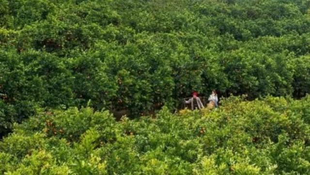 第五届“三峡红叶•夔门登山季”活动在奉节县启幕：最是橙黄叶红时！沿着中国最美步道登临三峡之巅