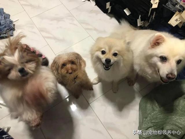 狗狗每天趴在主人胸口，被骂也不走，最后救了主人一命……