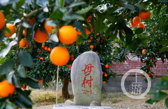 又到一年橙香时 奉节邀你去吟诗品橙