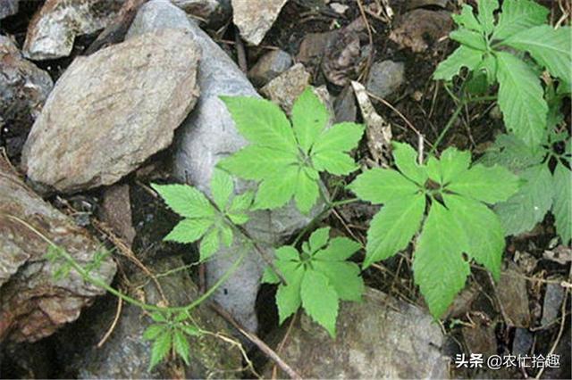 曾被当难除害草，如今被大量种植，叶子越多越珍贵，价值堪比人参