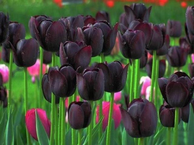 花界夜皇后黑郁金香花提炼出抗老抗衰精粹引发关注