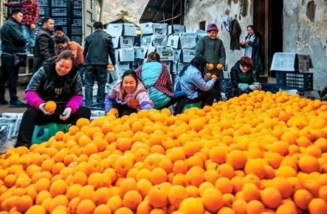 第五届“三峡红叶•夔门登山季”活动在奉节县启幕：最是橙黄叶红时！沿着中国最美步道登临三峡之巅