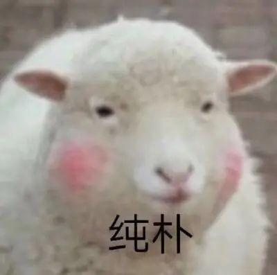 “羊来茶往”！湖北向蒙古国回礼啦