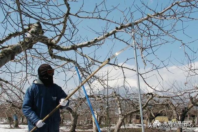 日本苹果为什么种的好？走进日本苹果第一大县“青森县”