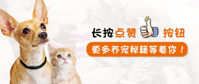 世界上最小的猫跟可乐罐差不多，只有300克重？