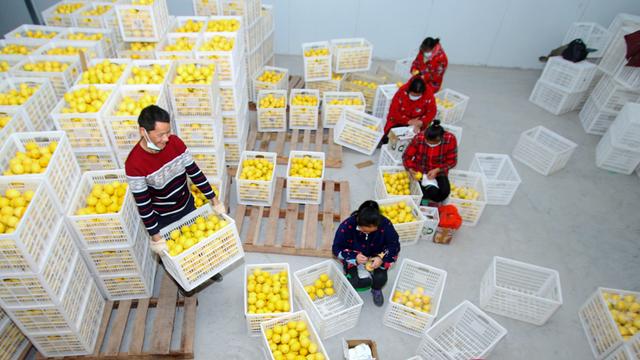 四川南充：柠檬丰收畅销国外