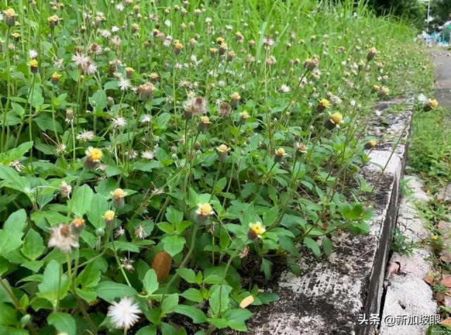 新加坡一直除草，光秃秃有更美？